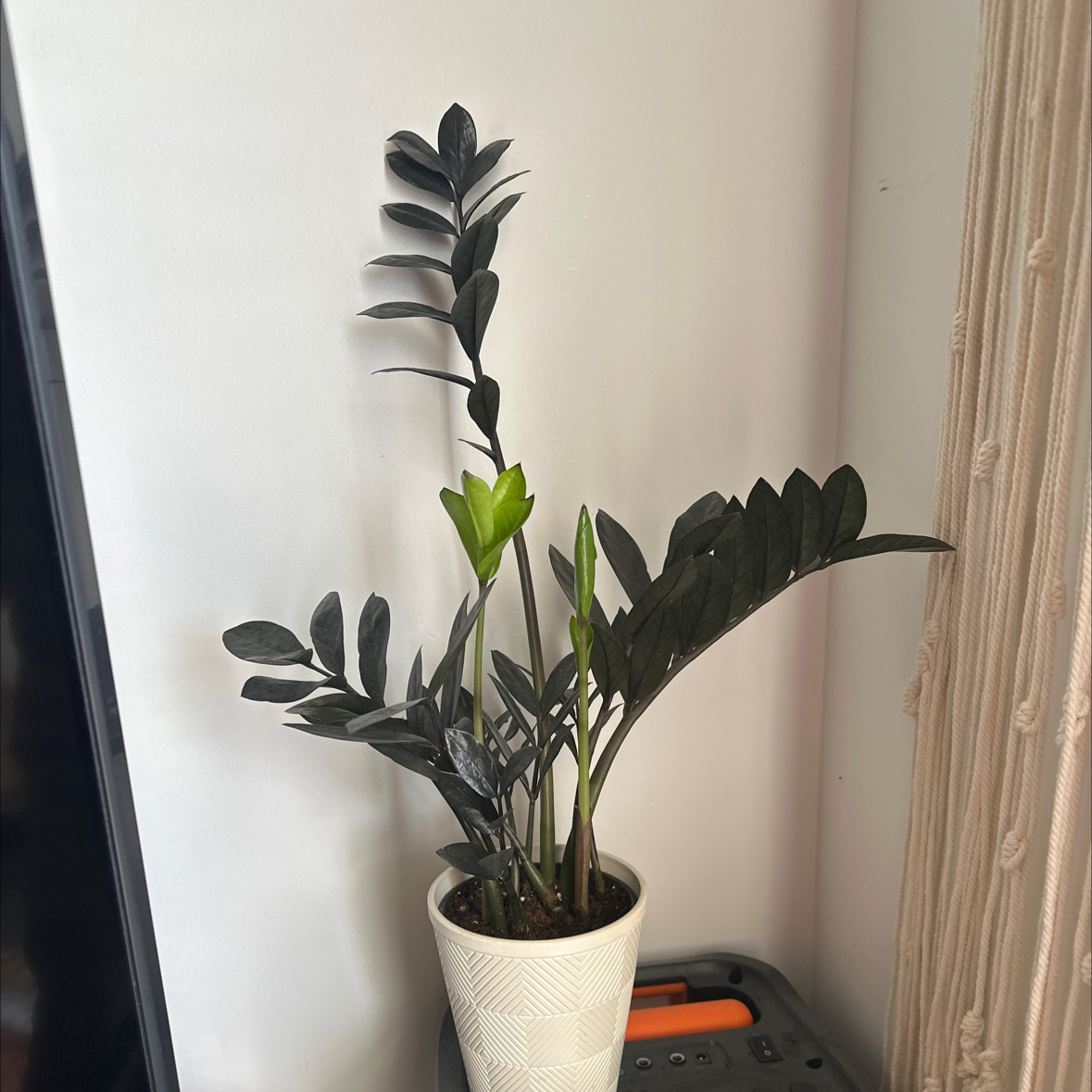 Photo of the plant species Zz Supernova by @HereinKamelot named Sir Plancelot on Greg, the plant care app