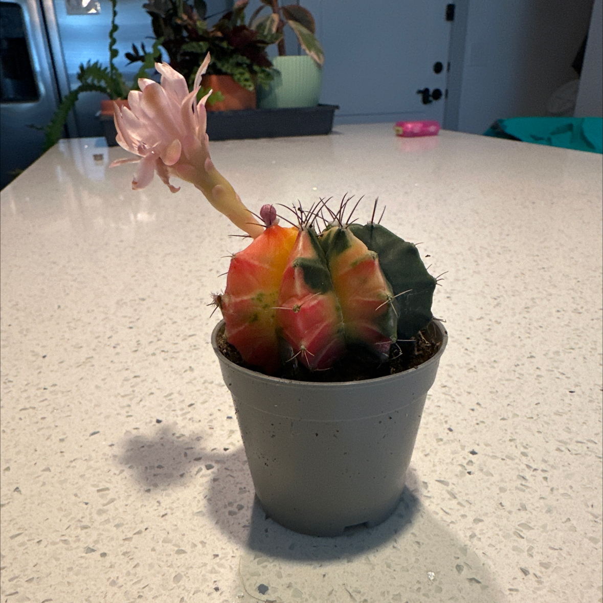 Photo of the plant species Variegated Moon Cactus by @HereinKamelot named Rainbow Brite on Greg, the plant care app