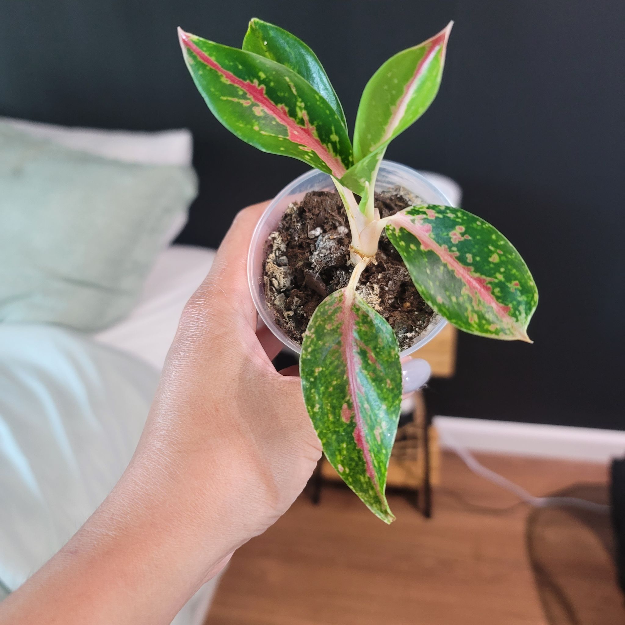 Photo of the plant species Dazzling Gem Chinese Evergreen by @givemeplanties named Gemma on Greg, the plant care app