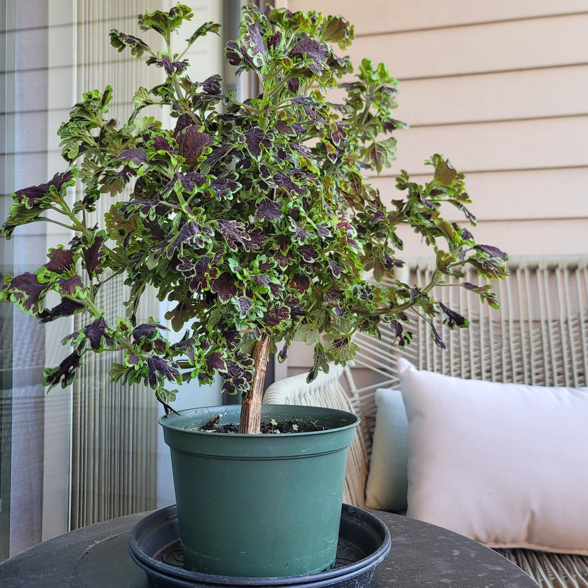 Photo of the plant species Lovebird Coleus by @givemeplanties named Plato on Greg, the plant care app