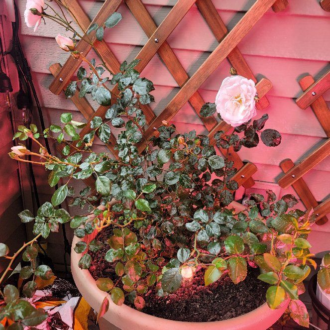 Photo of the plant species Eden Climbing Rose by @givemeplanties named New Dawn on Greg, the plant care app