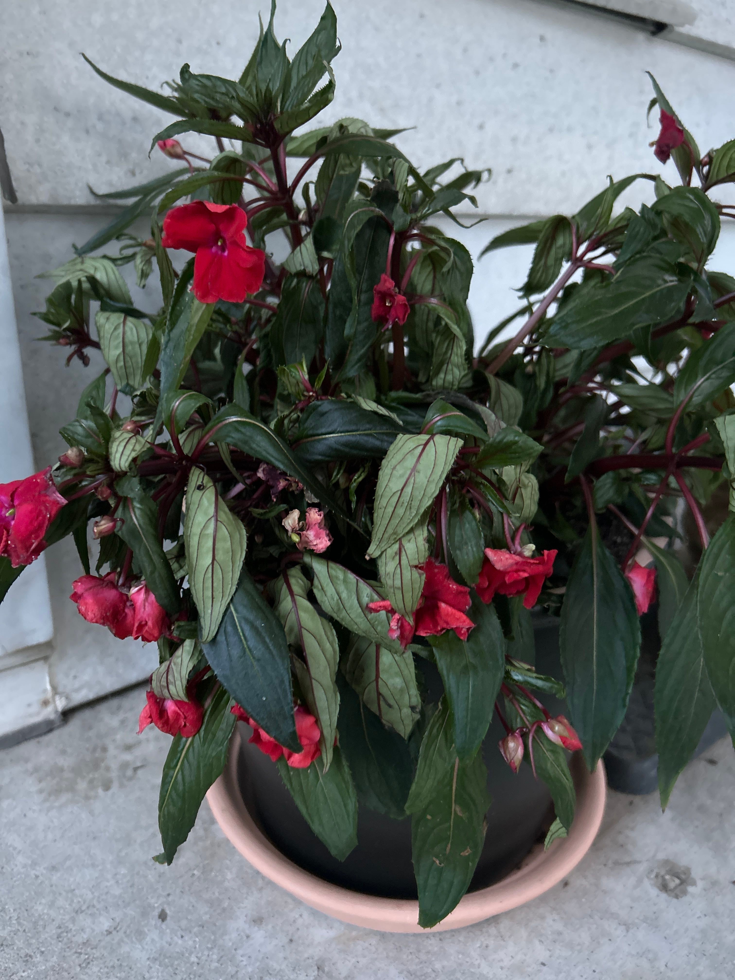 💎 Where Can Jewelweed Grow? Zones 7a10b