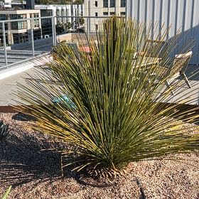 Photo of the plant species Mexican Grass Tree by @HeirDonkeyears named Denali on Greg, the plant care app