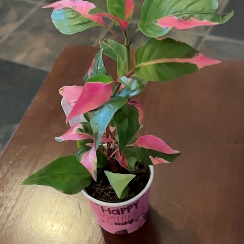 Photo of the plant species Party Time Alternanthera by @FunPileasugar named Gaga on Greg, the plant care app