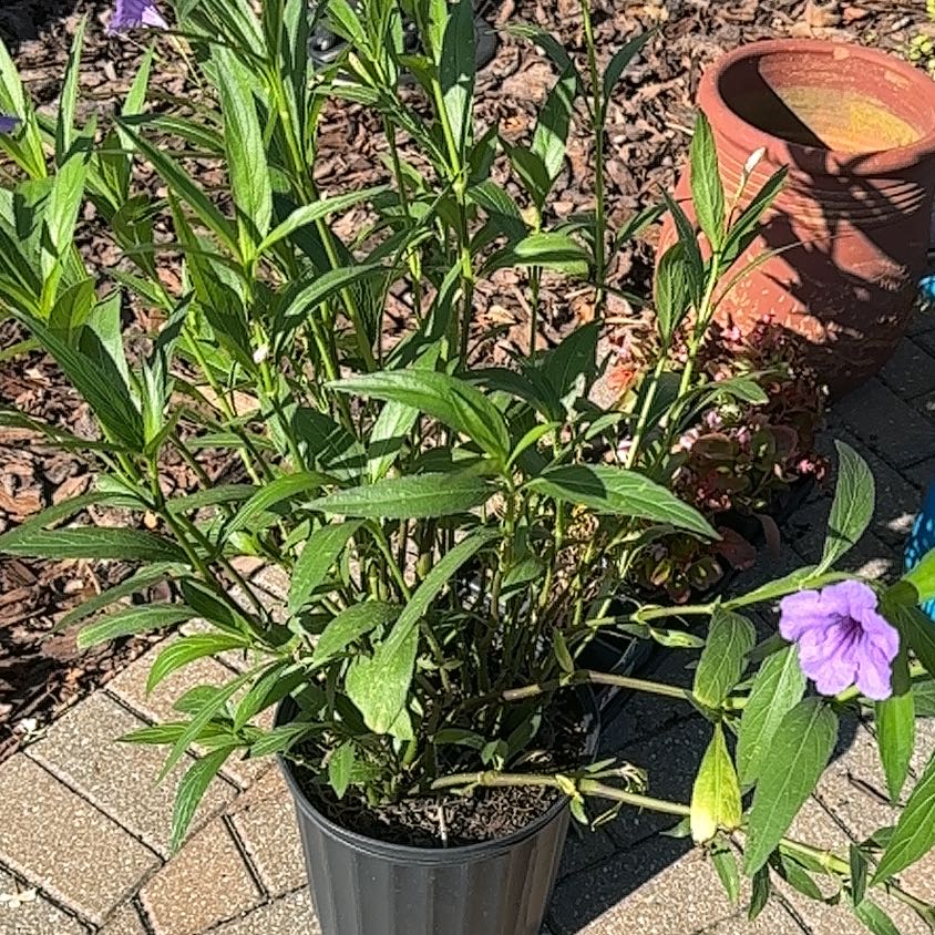 Photo of the plant species Lilium Pardalinum by @heysquirrel named Sigmund on Greg, the plant care app