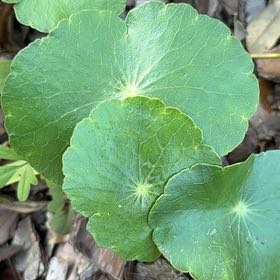 Photo of the plant species Whorled Pennywort by @heysquirrel named Denali on Greg, the plant care app