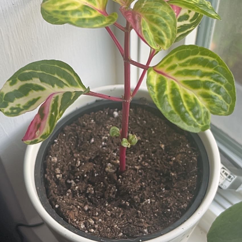 Photo of the plant species Bloodleaf by @Geoffs.place named Party girl on Greg, the plant care app