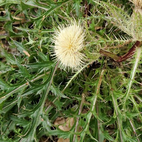 Photo of the plant species Bristly Thistle by @HipWhitedyckia named Miley on Greg, the plant care app