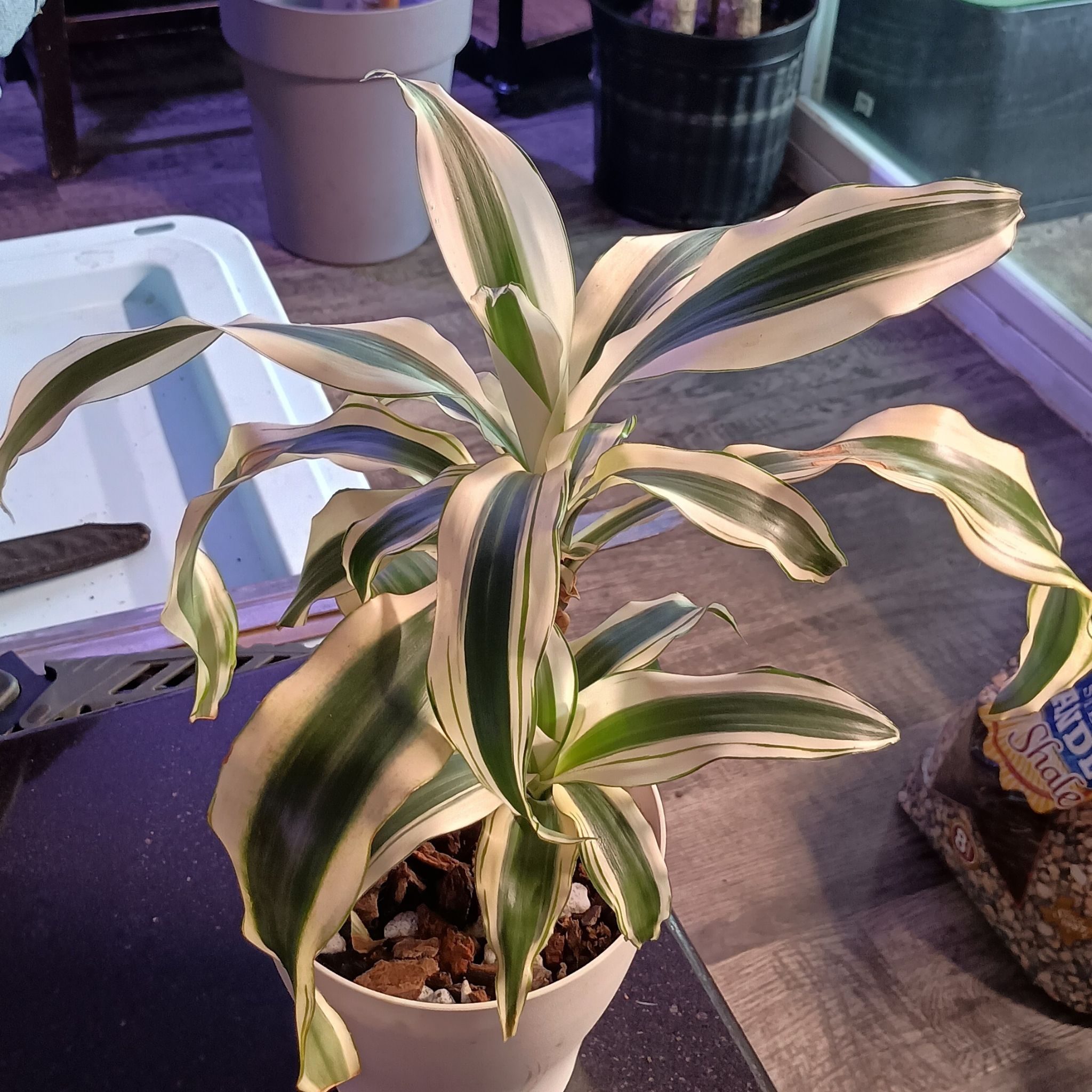 Photo of the plant species Dracaena 'White Aspen' by @princesspitstop named Dracaena Aspen on Greg, the plant care app