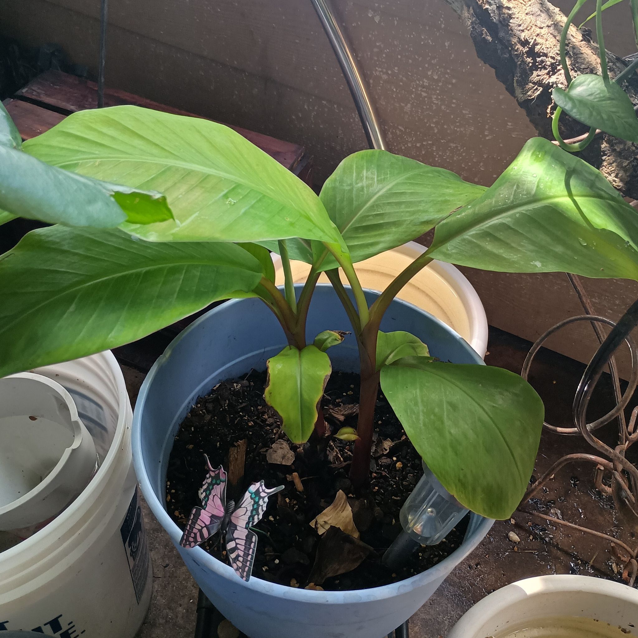 Photo of the plant species Dwarf Red Banana Tree by @princesspitstop named Ricky Ricardo on Greg, the plant care app