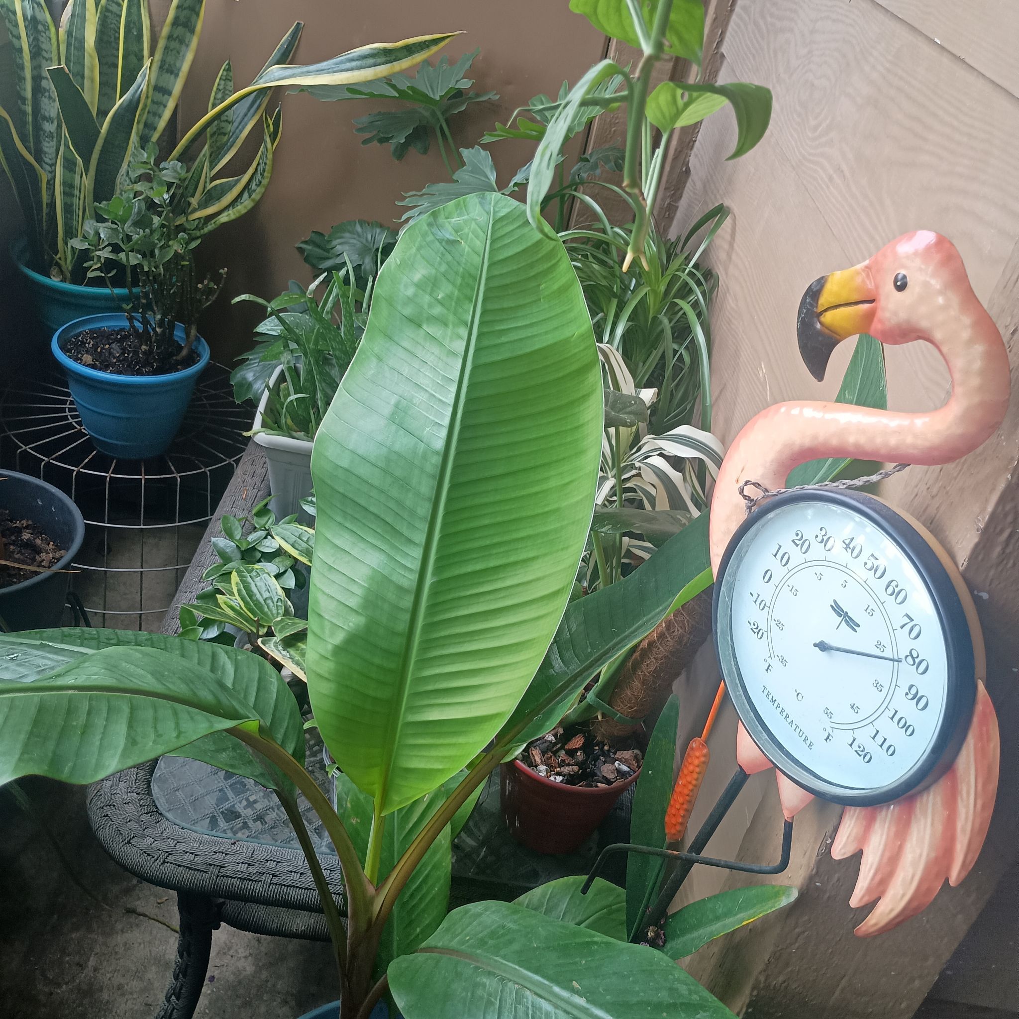 Photo of the plant species Dwarf Red Banana Tree by @princesspitstop named Ricky Ricardo on Greg, the plant care app