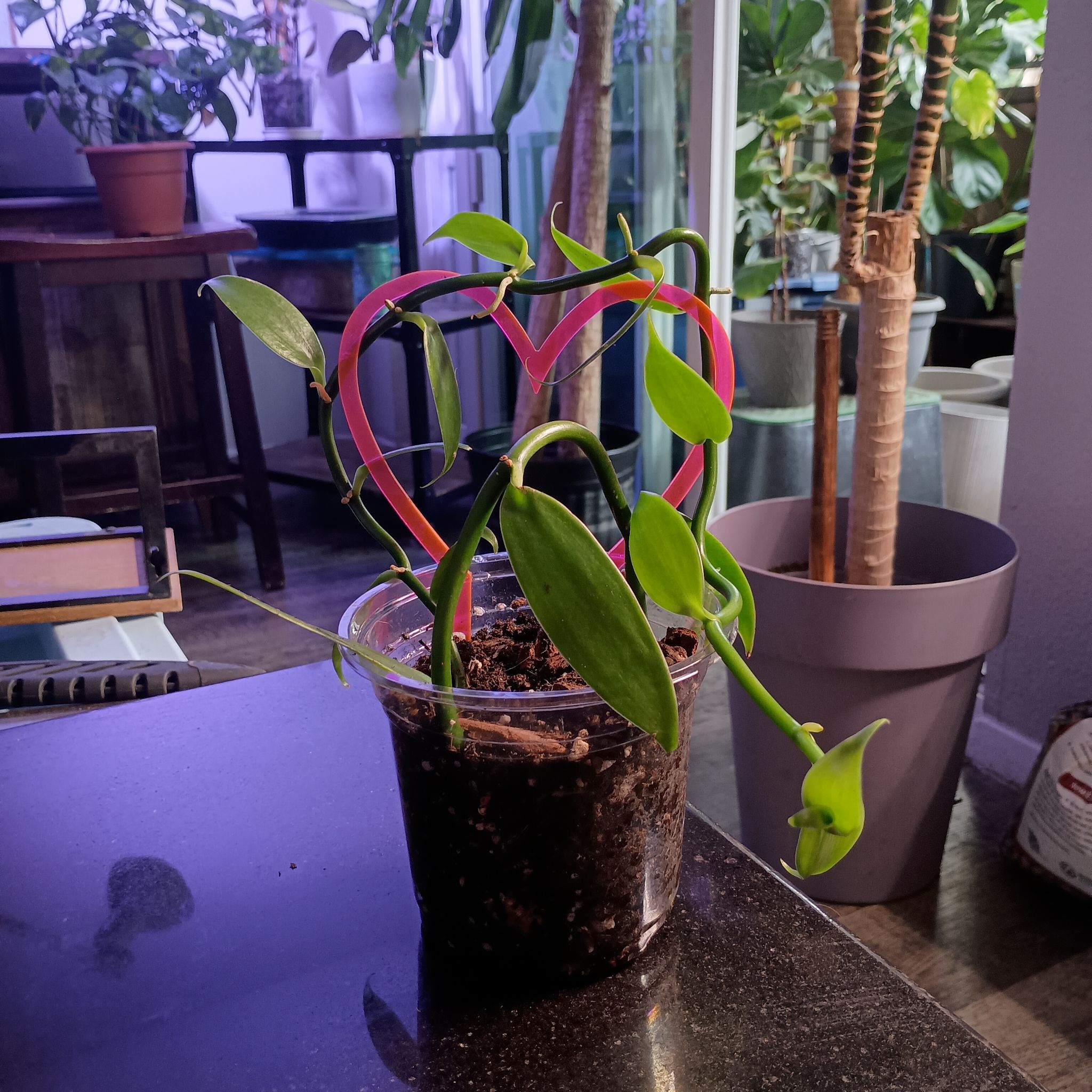 Orchid VanWinkle