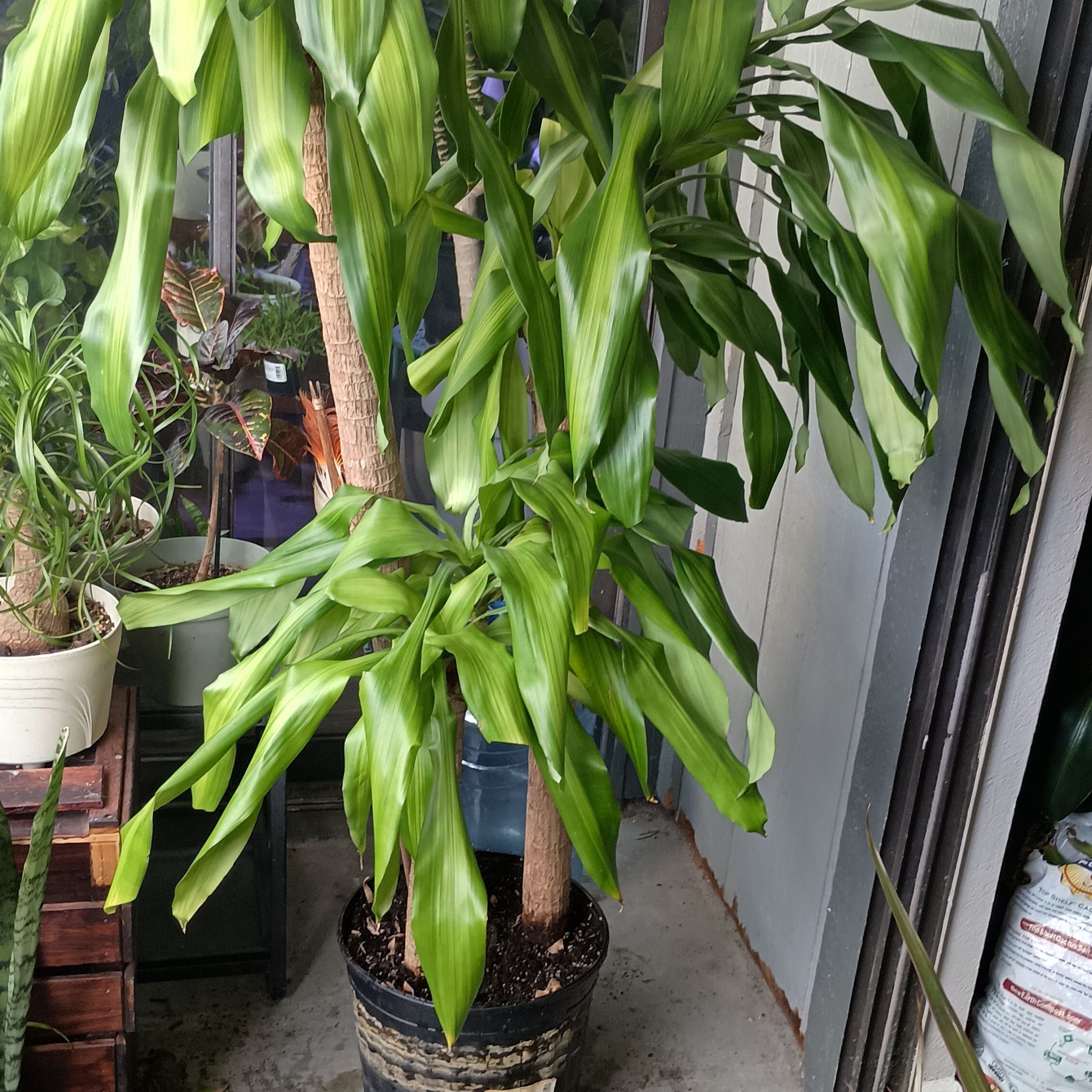 Dracaena Lazarus Jr