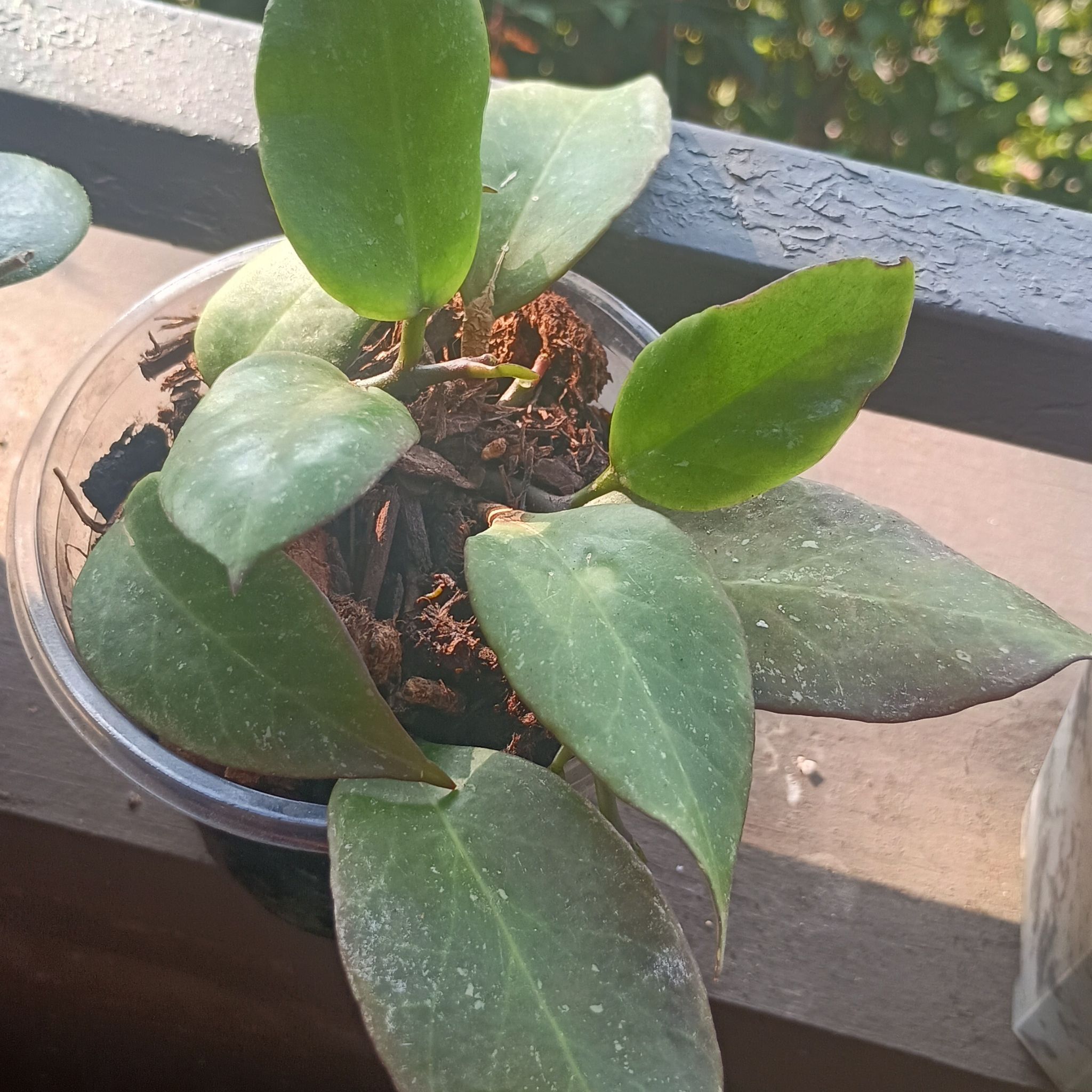 Photo of the plant species Tequila Sunrise Hoya by @princesspitstop named Hoya Sonny on Greg, the plant care app