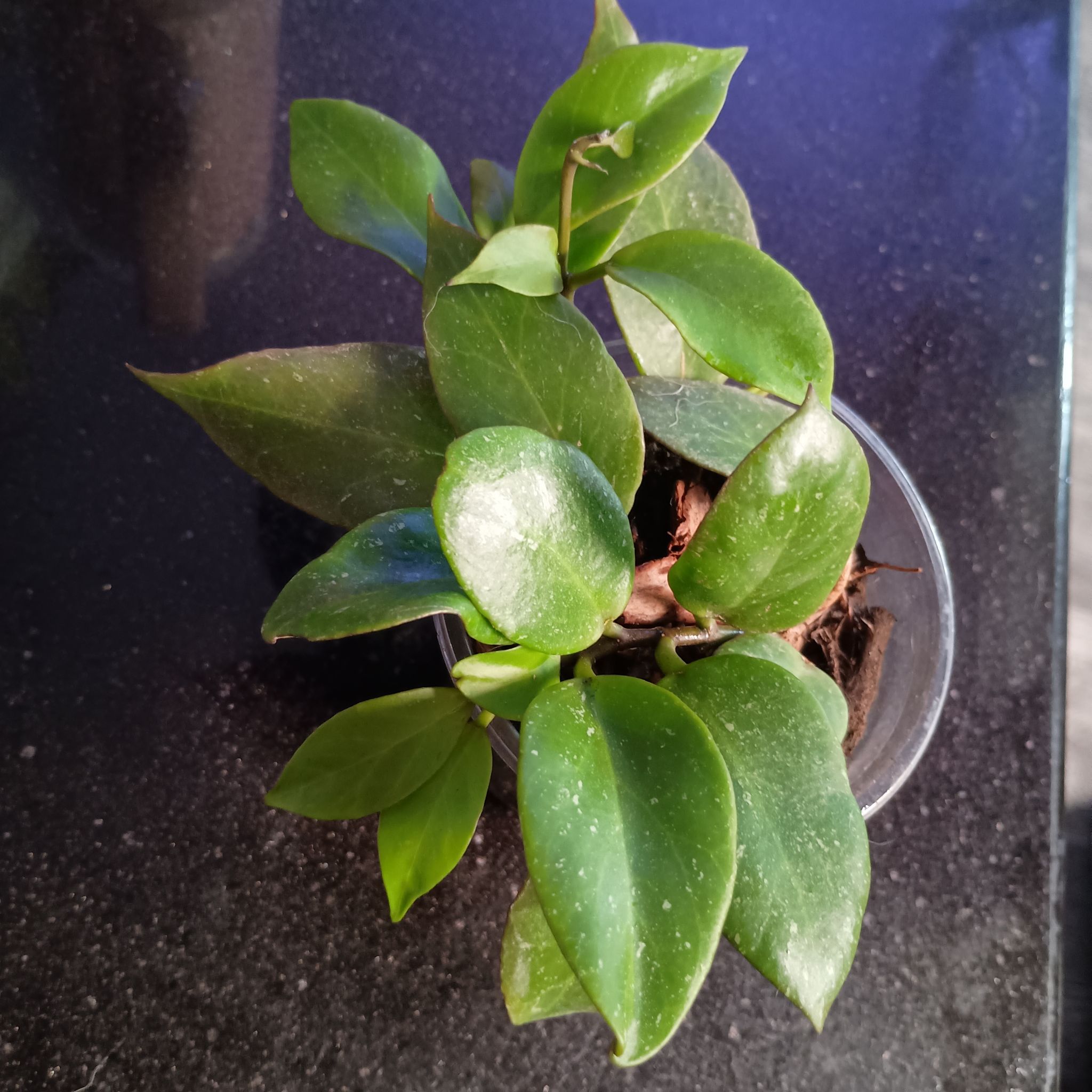Photo of the plant species Tequila Sunrise Hoya by @princesspitstop named Hoya Sonny on Greg, the plant care app