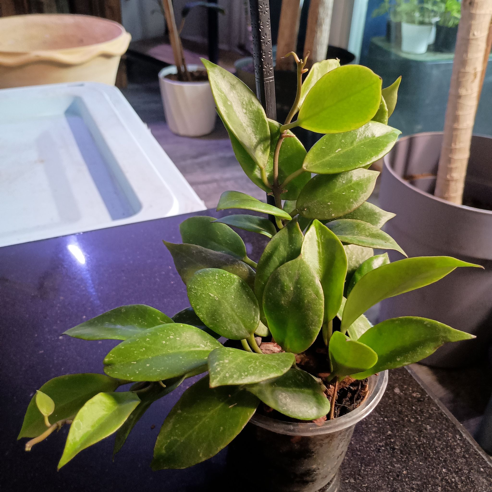 Photo of the plant species Tequila Sunrise Hoya by @princesspitstop named Hoya Sonny on Greg, the plant care app