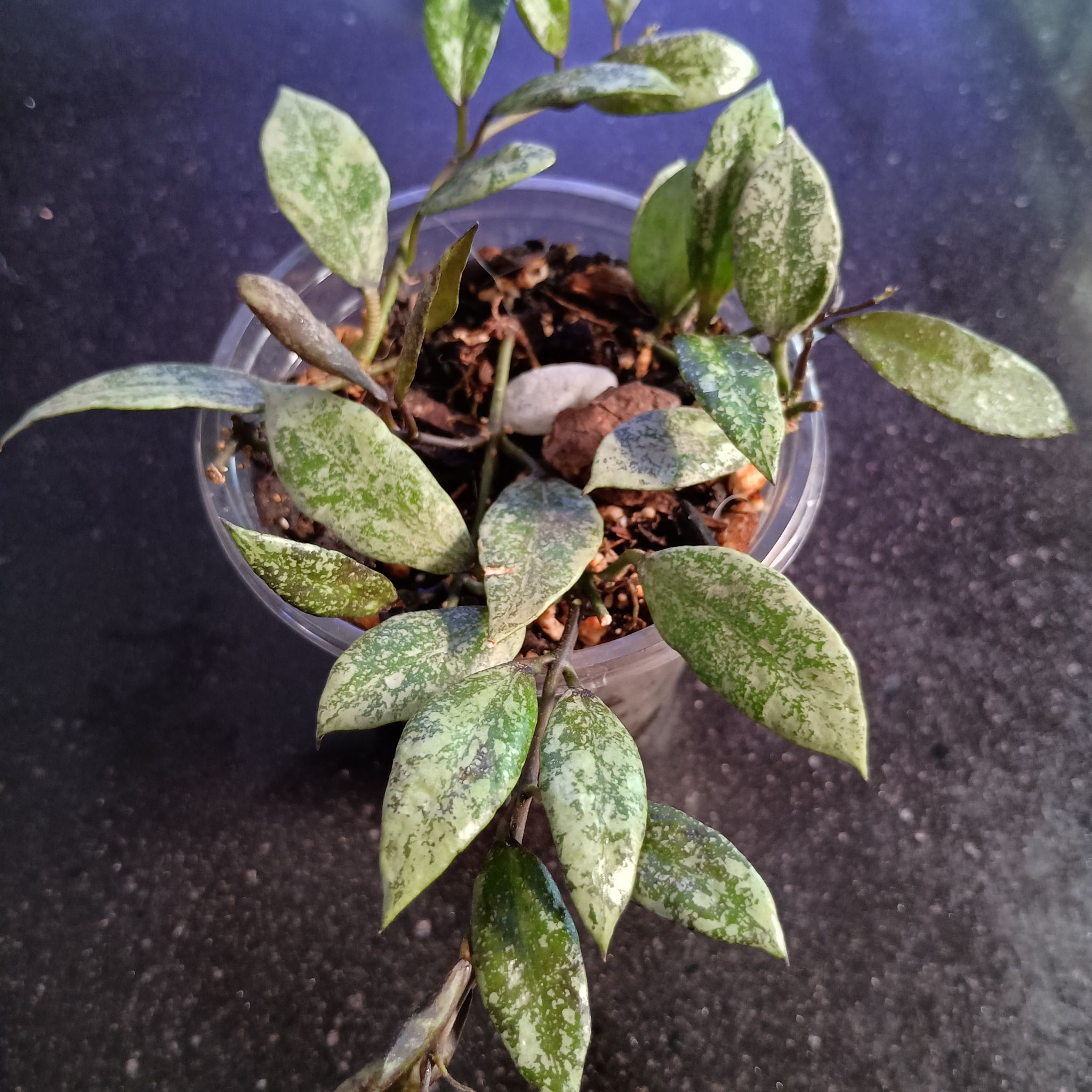 Photo of the plant species Snow Caps Hoya Lacunosa by @princesspitstop named Hoya Navajo on Greg, the plant care app