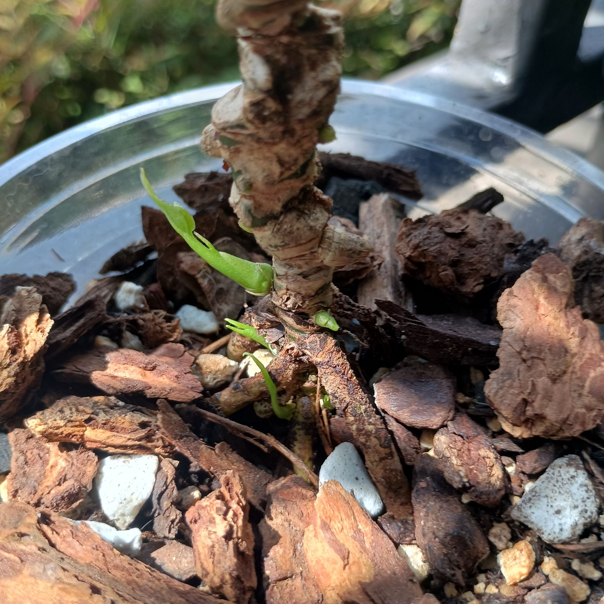 Photo of the plant species Anthurium Fingers by @princesspitstop named Hendrix on Greg, the plant care app