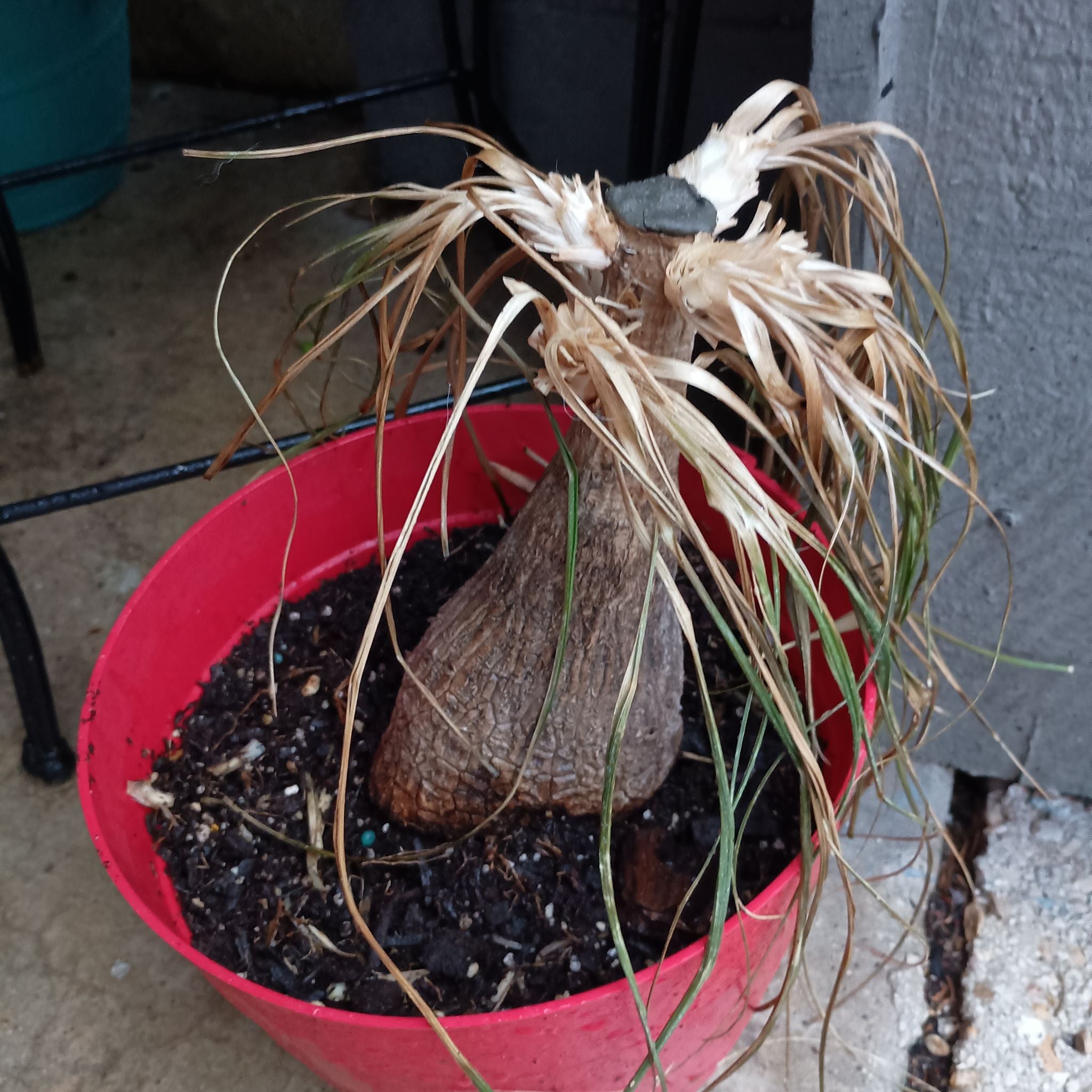 What It Means When Your Elephant Foot Plant Wilts 🐘