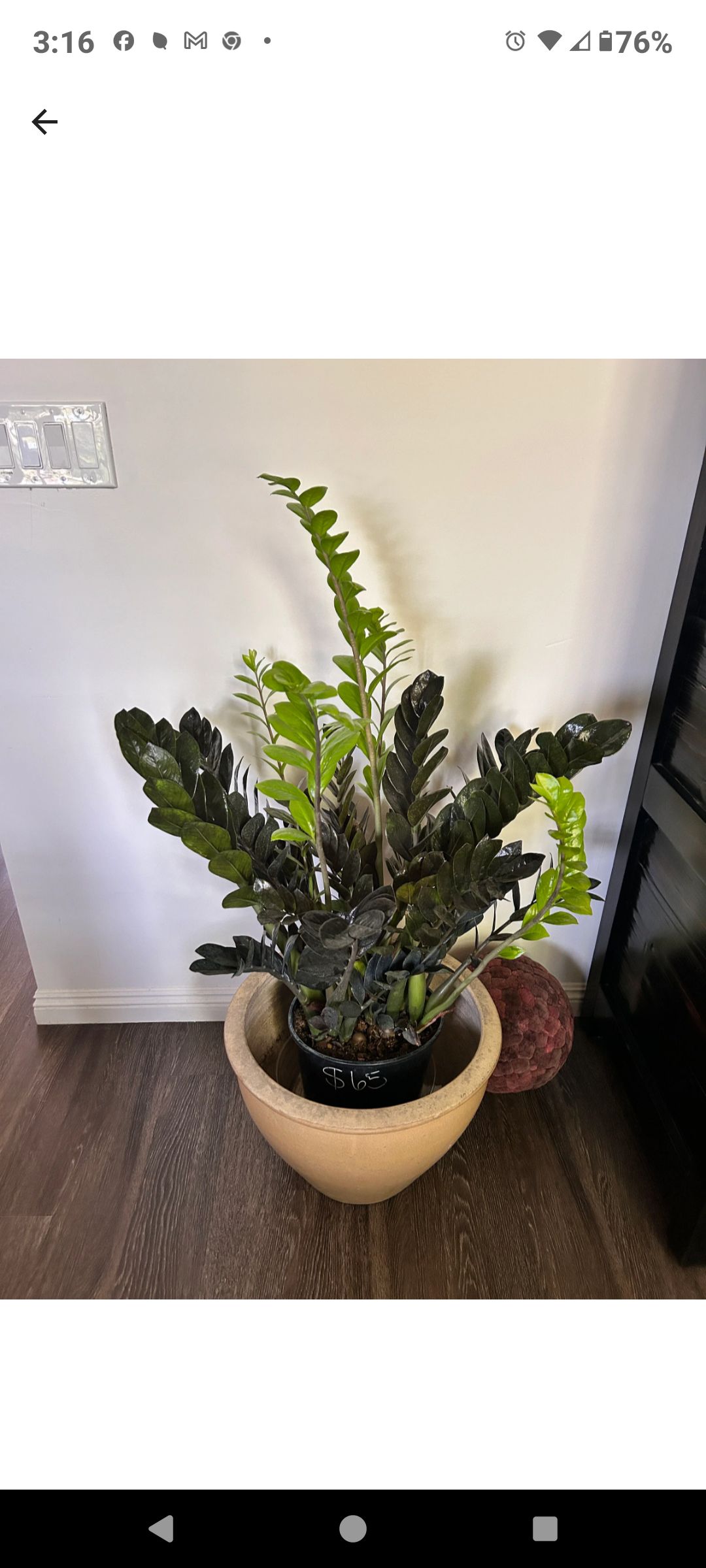 Photo from the post