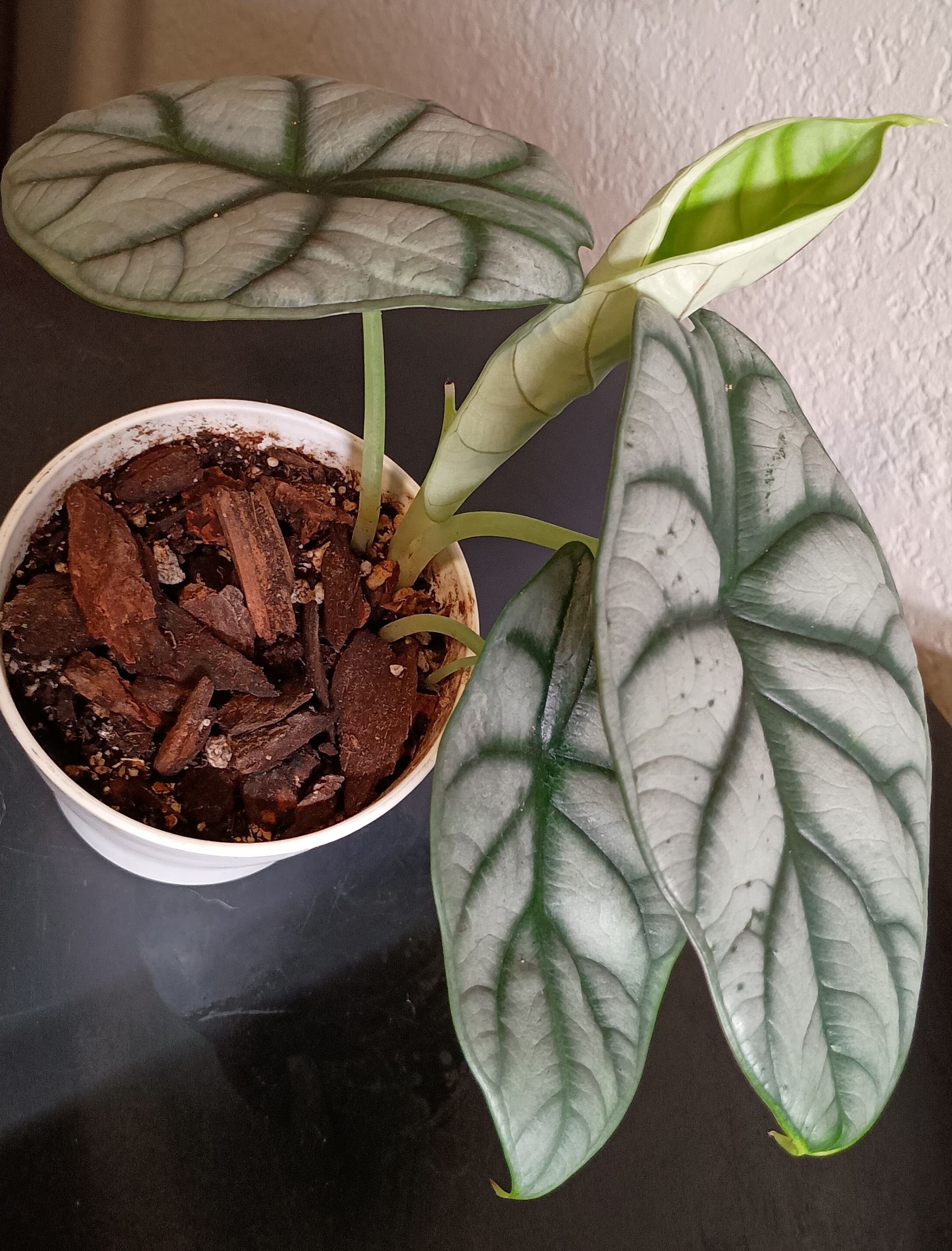 Photo from the post
