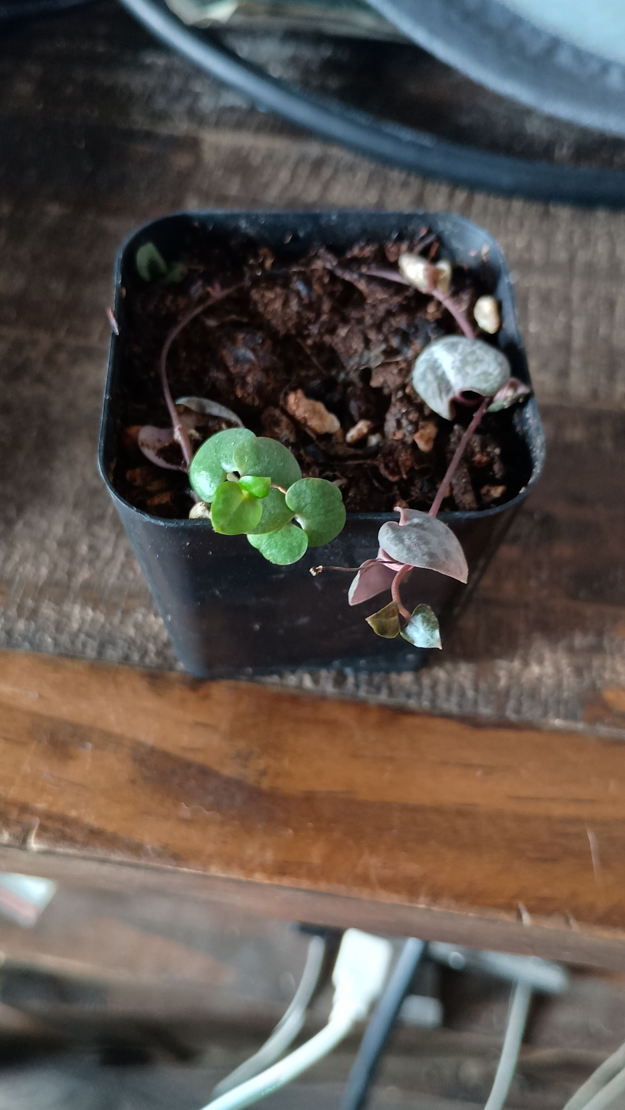 Photo from the post