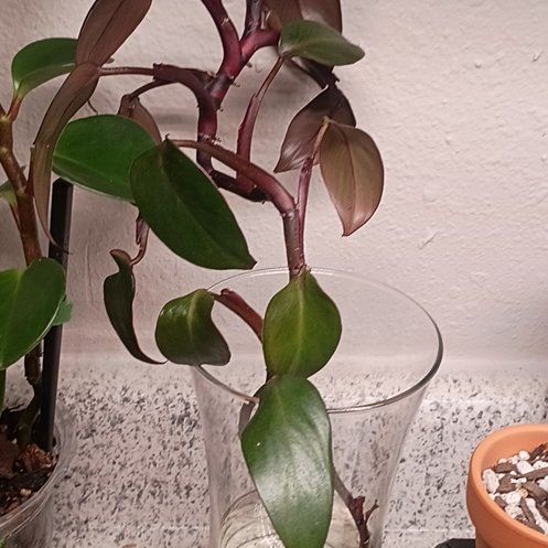 Photo of the plant species Philodendron Dark Lord by @princesspitstop named Philo Voldemort P2S 🧙‍♀️ on Greg, the plant care app