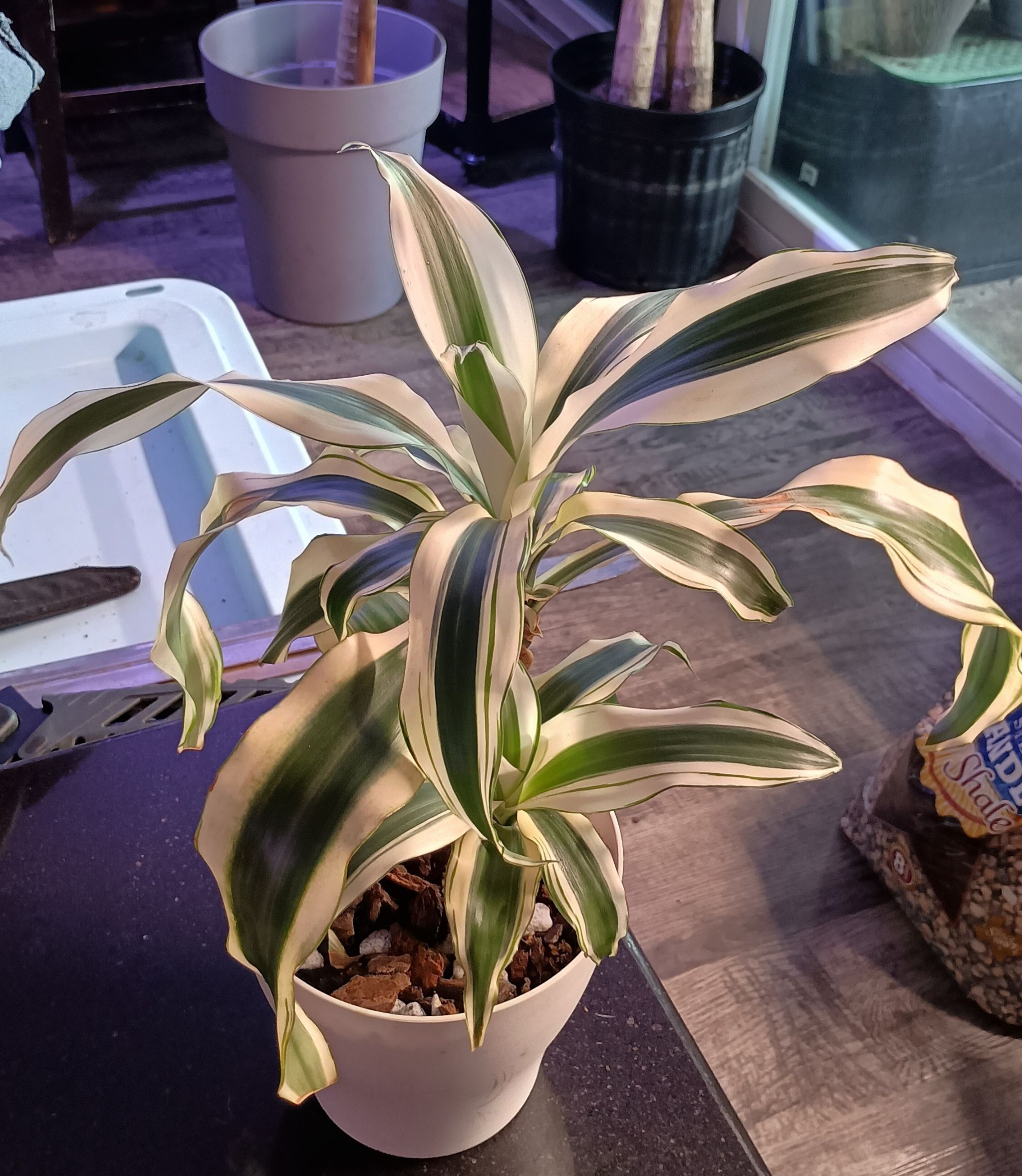 Photo from the post