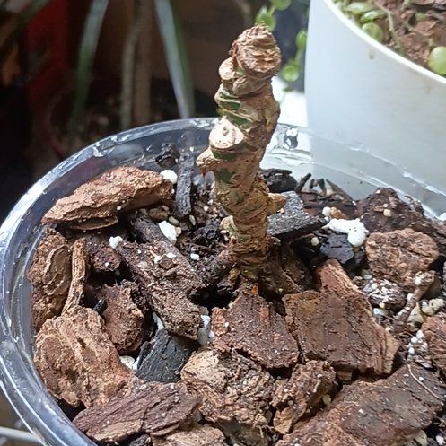 Photo of the plant species Anthurium Fingers by @princesspitstop named Hendrix on Greg, the plant care app