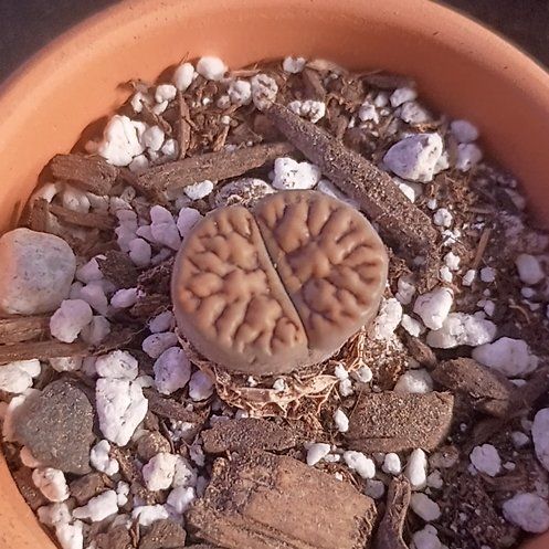 Photo of the plant species Lithops 'Envy' by @princesspitstop named Pinky 🧠🤯 on Greg, the plant care app