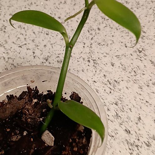 Photo of the plant species Flat Leafed Vanilla by @princesspitstop named Orchid Vanilla on Greg, the plant care app