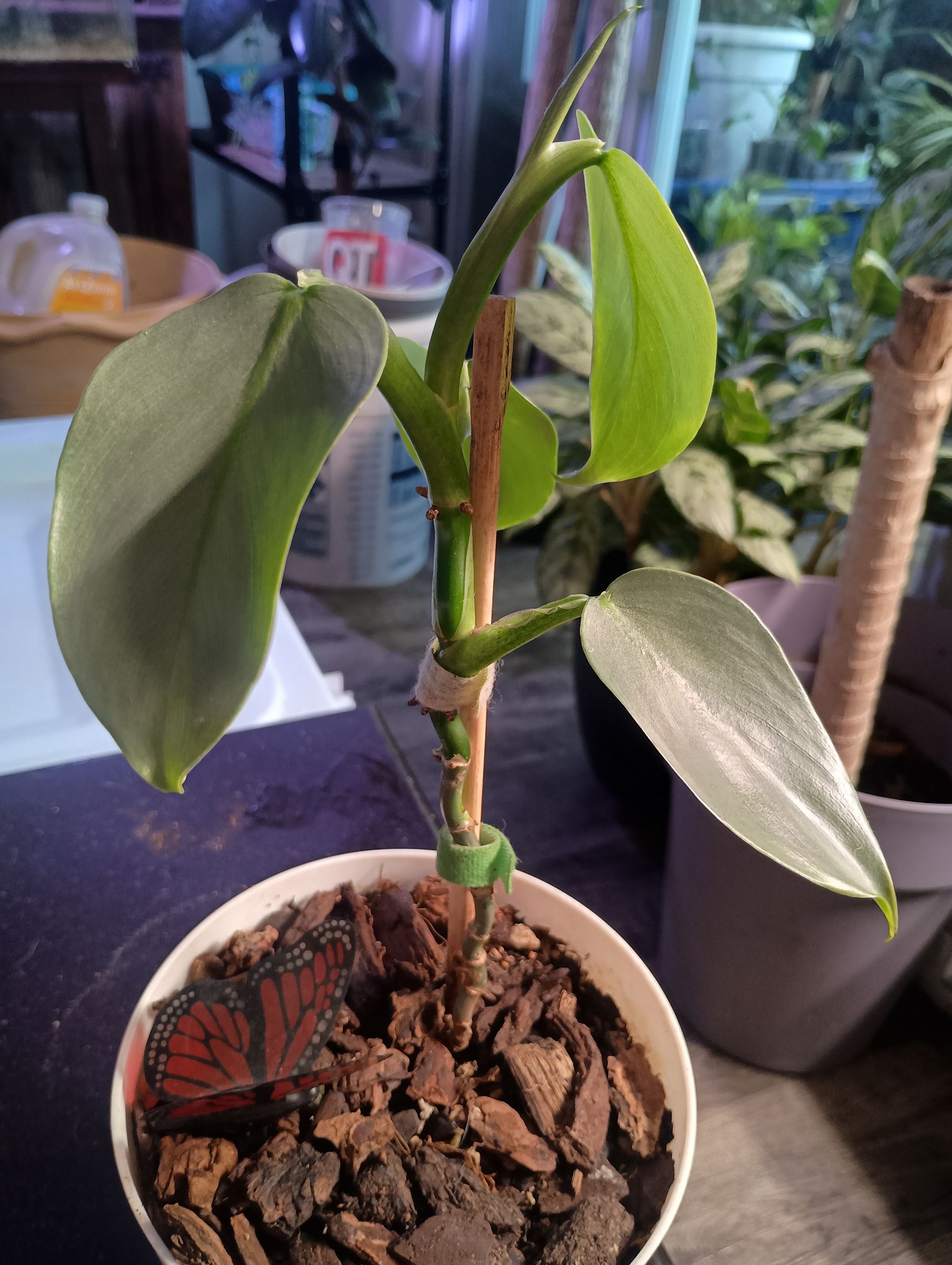 Photo from the post