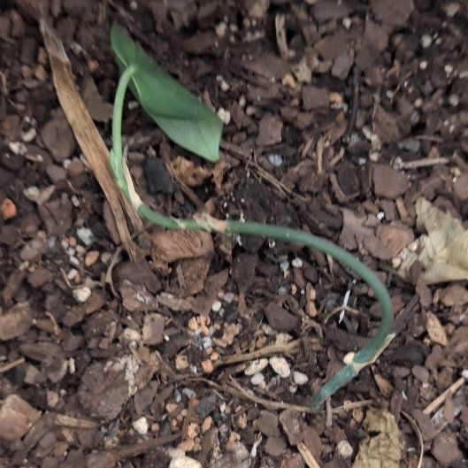 Photo of the plant species Crow Garlic by @GutsyGageanator named Cleopatra on Greg, the plant care app