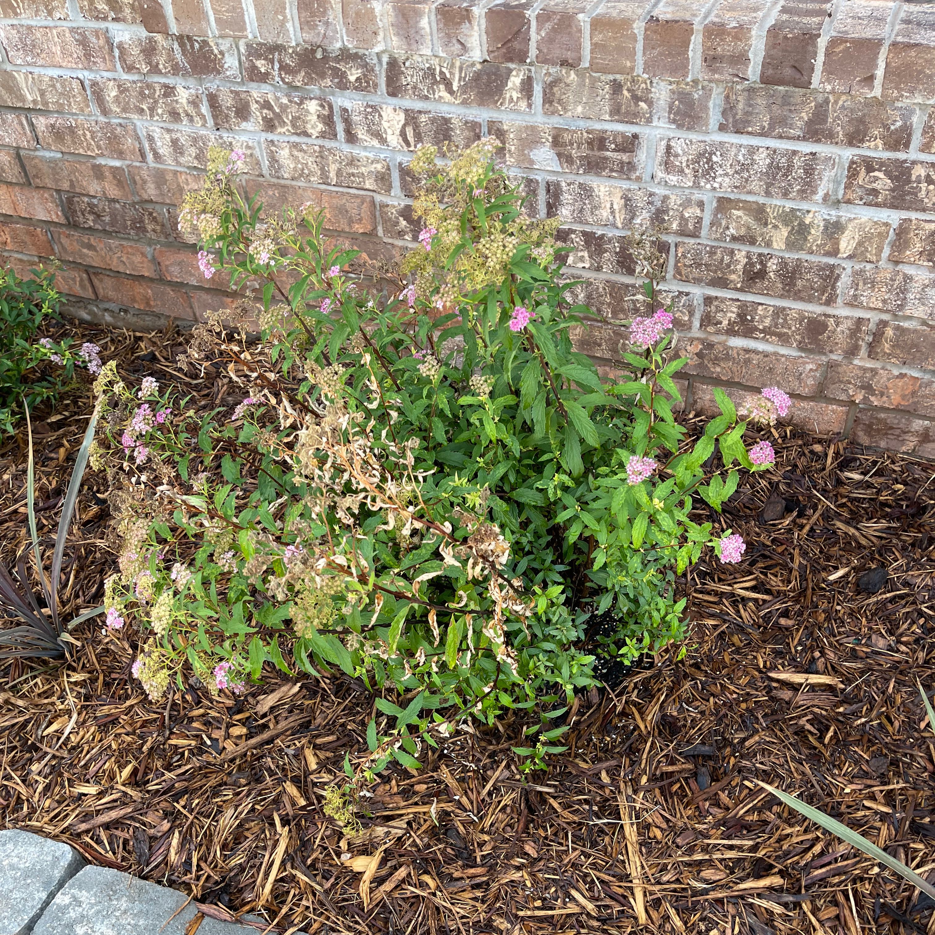 Photo of the plant species Anthony Waterer Spirea by @HotSonorabarrel named Diana on Greg, the plant care app