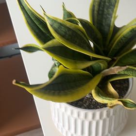 Photo of the plant species Sansevieria Twisted Sister by @ClubbySkunkvine named Riley 2.0 on Greg, the plant care app