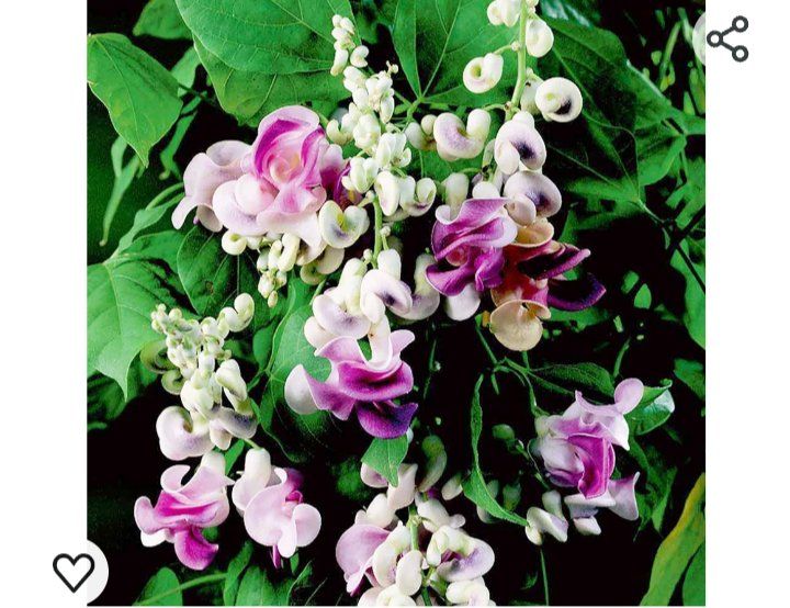 Photo of the plant species Cochliasanthus Caracalla by @ConsonantPinoak named Snail Vine on Greg, the plant care app