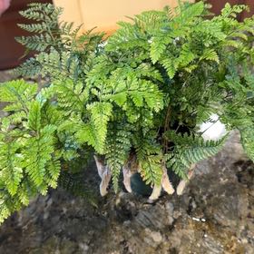 Photo of the plant species Davallia Fern by @JollyLionsmane named Peter Parker on Greg, the plant care app