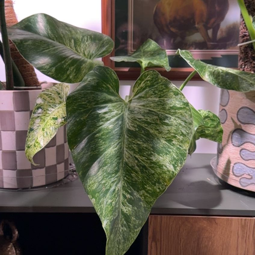 Photo of the plant species Philodendron giganteum Variegated Blizzard by @TopdrawerPomelo named Apollo on Greg, the plant care app