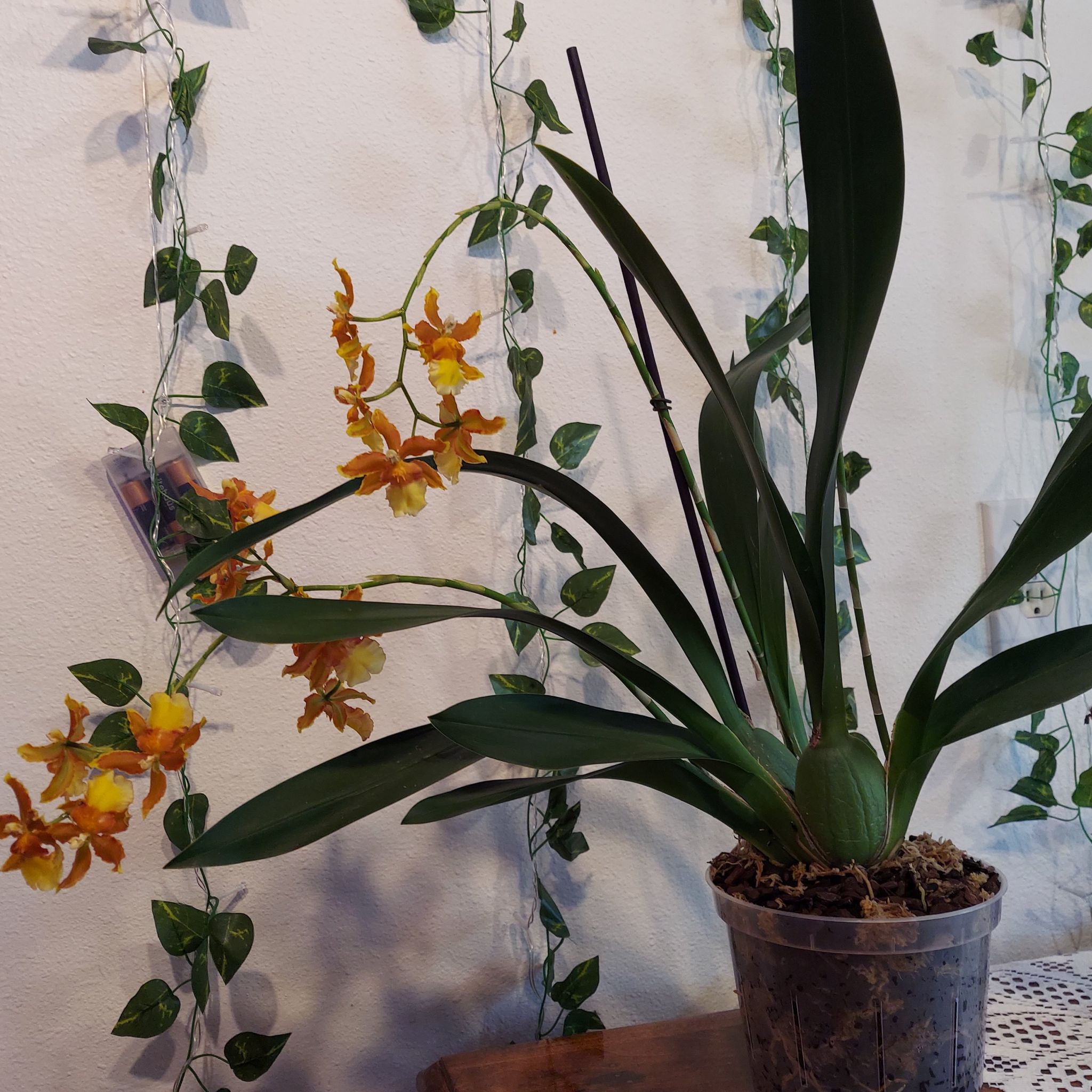 Photo of the plant species Oncidium Alliances by @MeteoricEspicia named Orange onc. on Greg, the plant care app