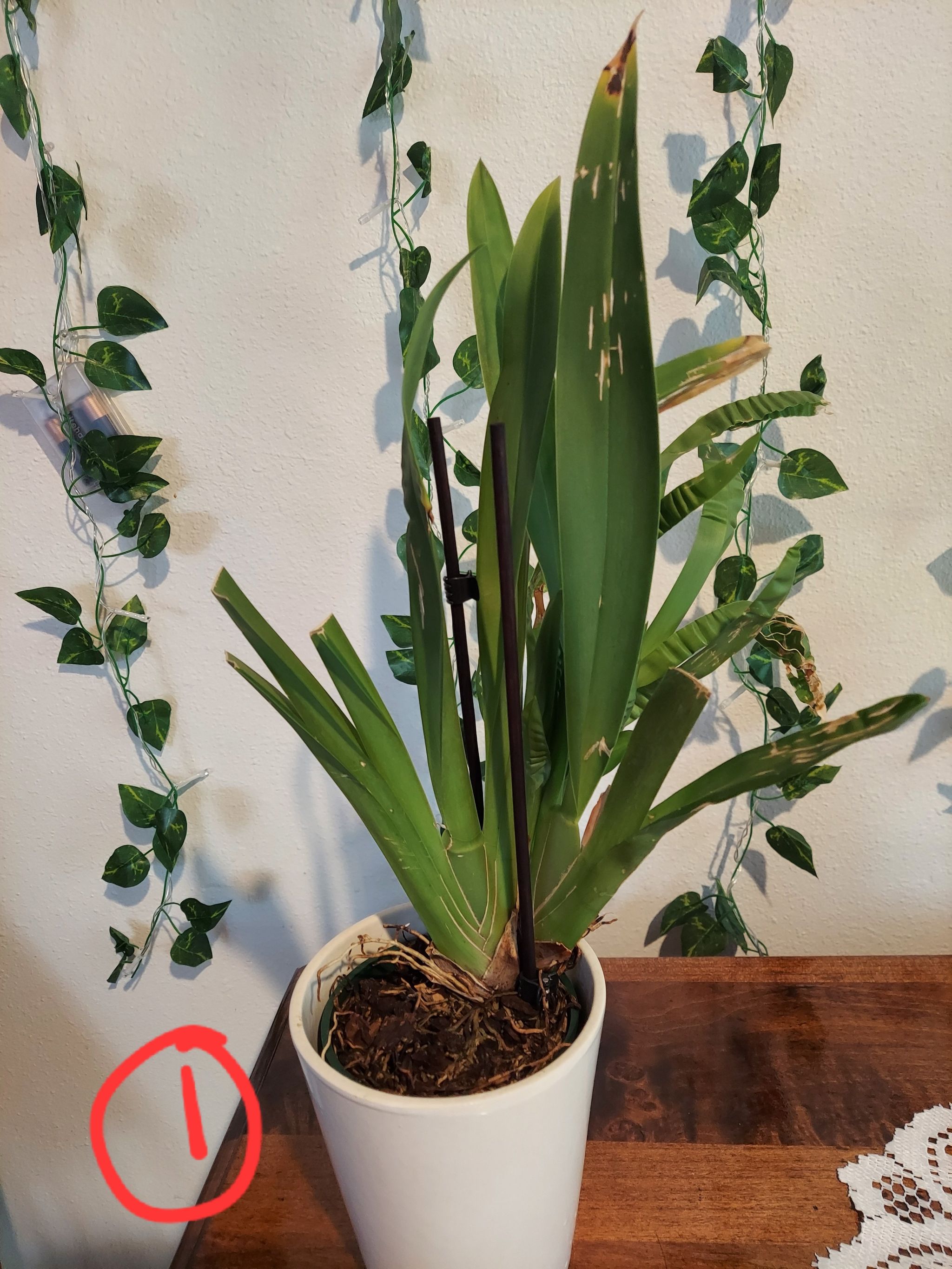 Photo of the plant species Miltoniopsis phalaenopsis by @MeteoricEspicia named Miltoniopsis #2 on Greg, the plant care app