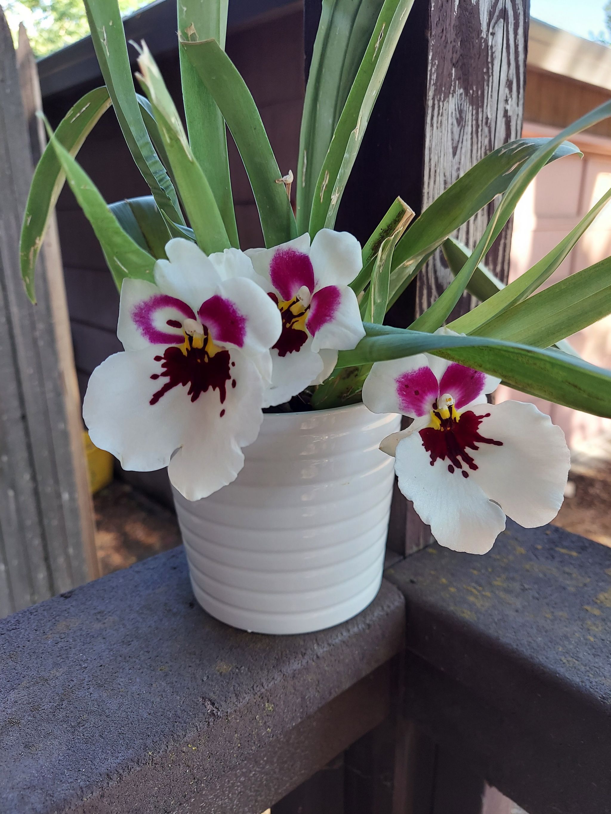 Photo of the plant species Miltoniopsis phalaenopsis by @MeteoricEspicia named Miltoniopsis on Greg, the plant care app