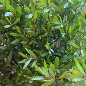 Photo of the plant species Crimson Bottlebrush by @PlantGigi named Queen on Greg, the plant care app