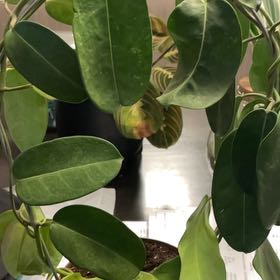 Photo of the plant species Jasmine by @IdealTreeonion named Spike Leaves on Greg, the plant care app
