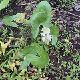 Photo of the plant species Broadleaf Arrowhead by @SuperiorAnthora named Mando on Greg, the plant care app