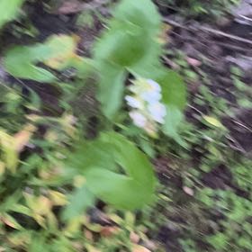 Photo of the plant species Broadleaf Arrowhead by @SuperiorAnthora named Kesha on Greg, the plant care app