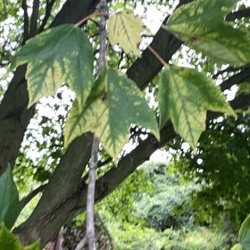 Photo of the plant species Oriental Plane Tree by @SuperiorAnthora named Lola on Greg, the plant care app