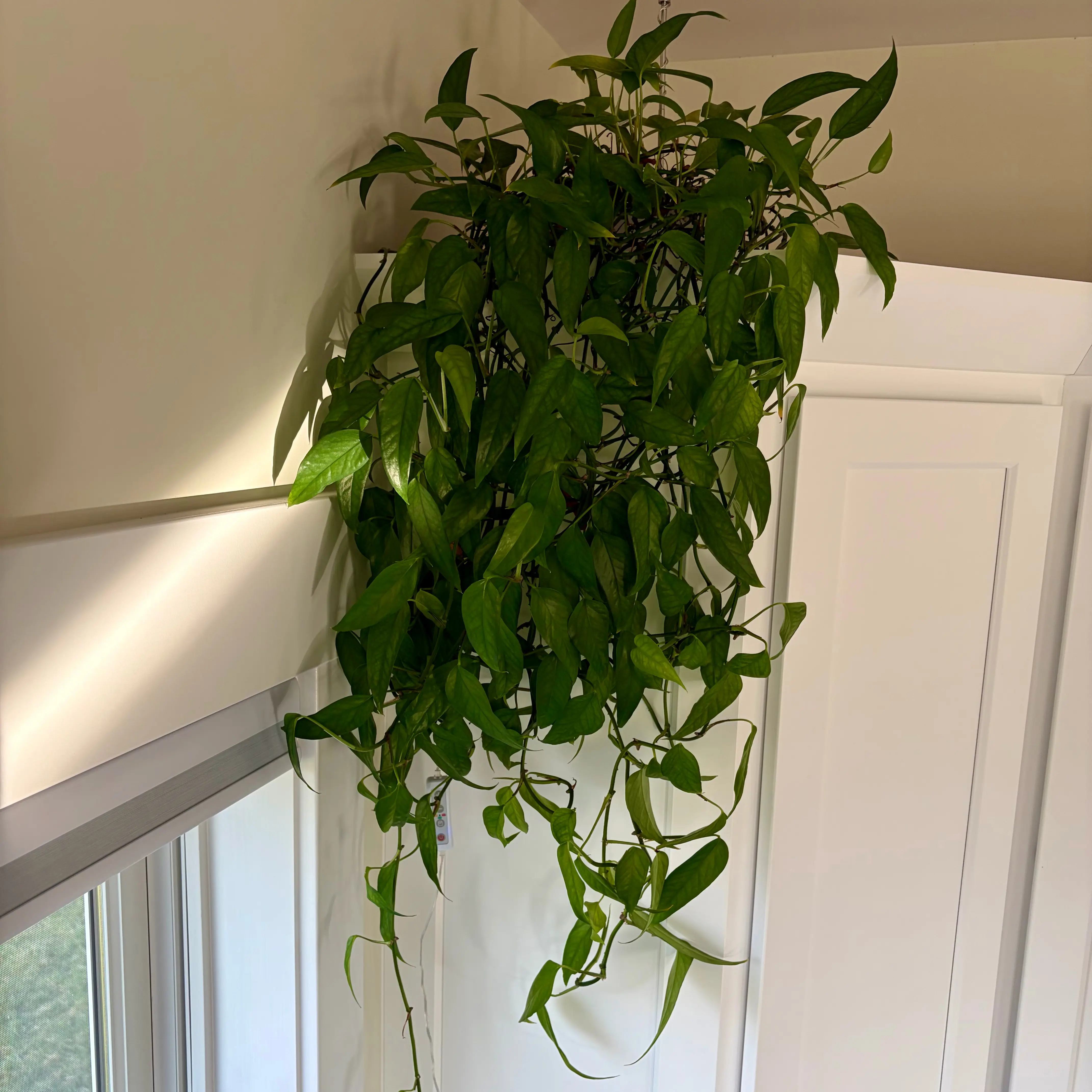Photo of the plant species Epipremnum 'Skeleton Key' by @theloveofplants named Sierra on Greg, the plant care app