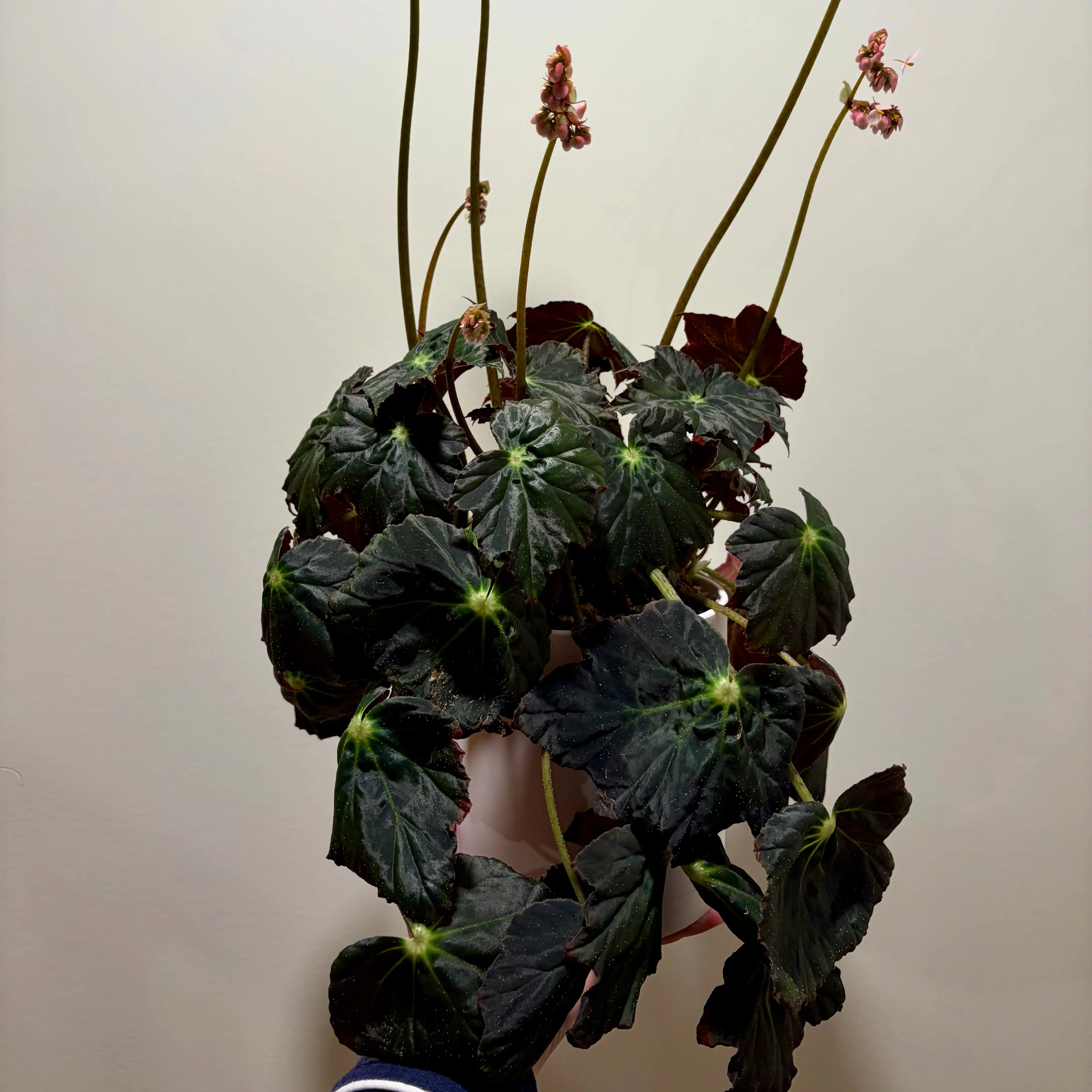 Photo of the plant species Begonia 'Joe Hayden' by @theloveofplants named Hayden on Greg, the plant care app