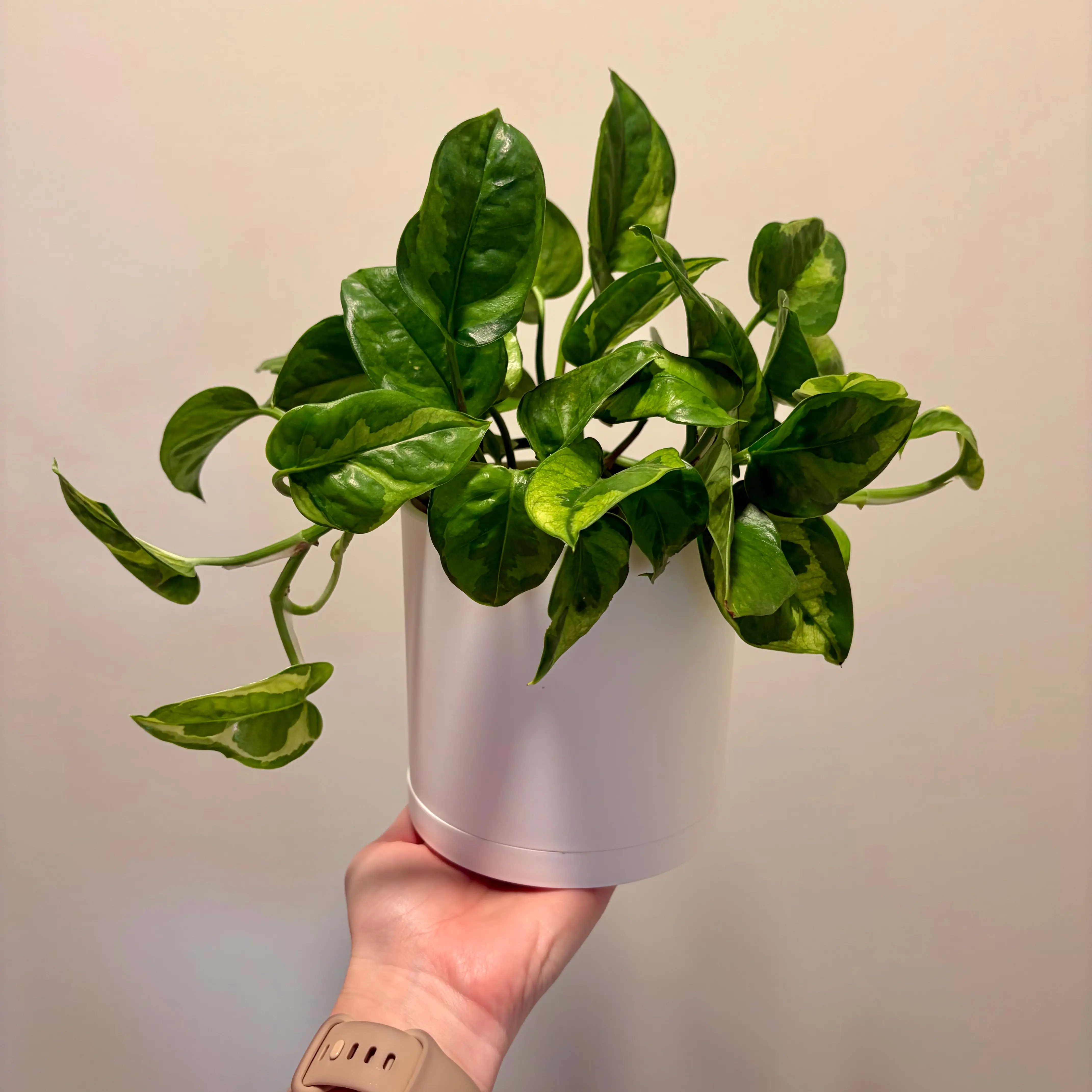 Photo of the plant species Lizard Queen Pothos by @theloveofplants named Michelle on Greg, the plant care app