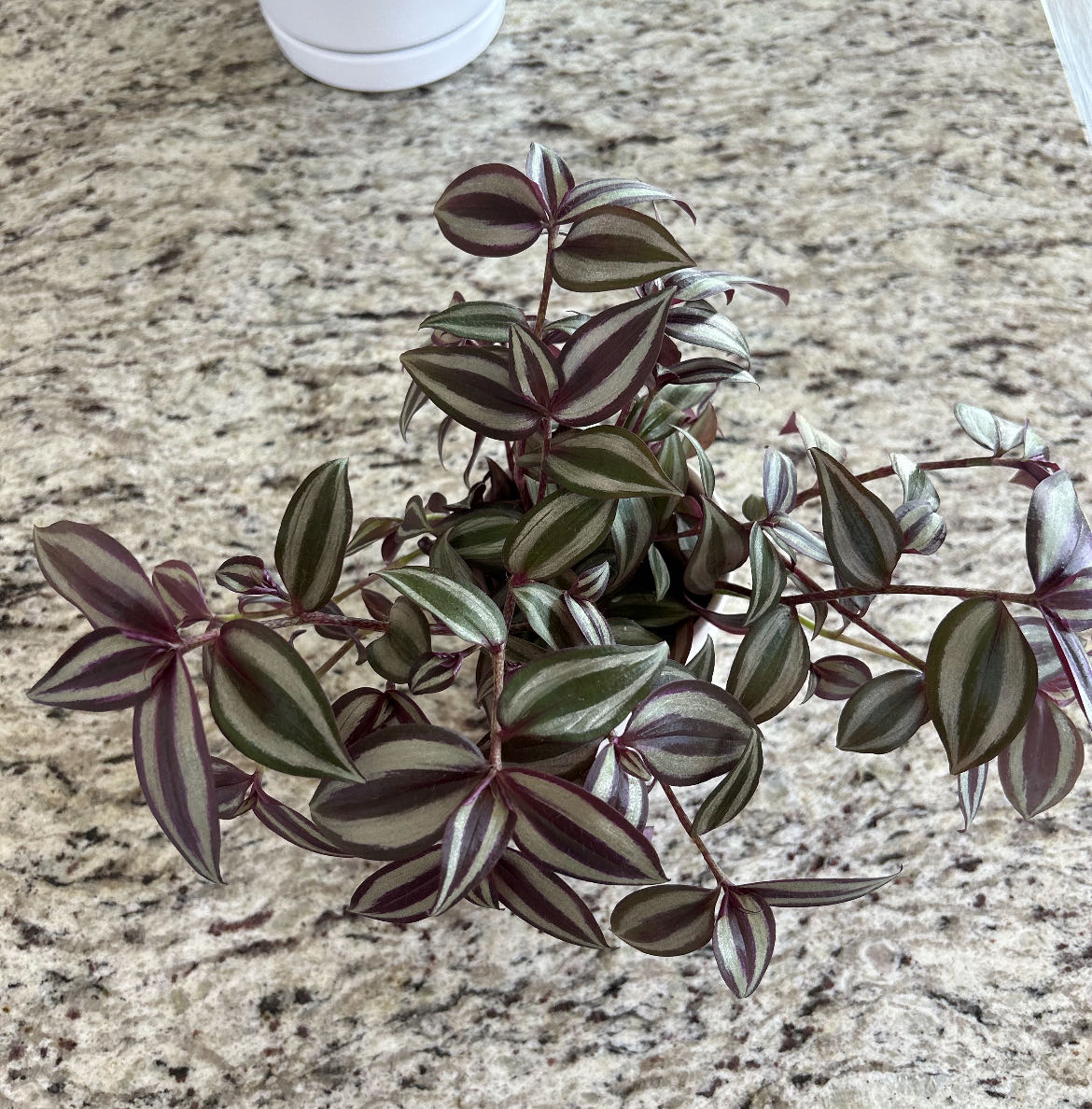 Photo from the post